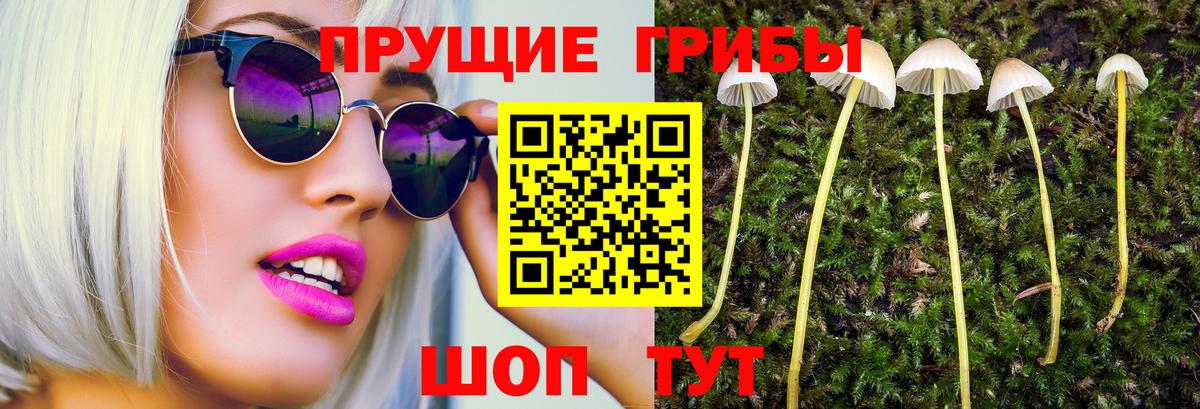 Псилоцибиновые грибы Cubensis  Вход с VPN  Люберцы  Псилоцибиновые грибы Psilocybe 